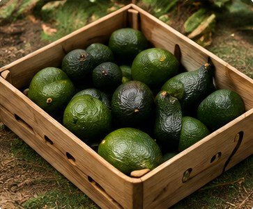 Aguacate Hass · Caja 4 kg